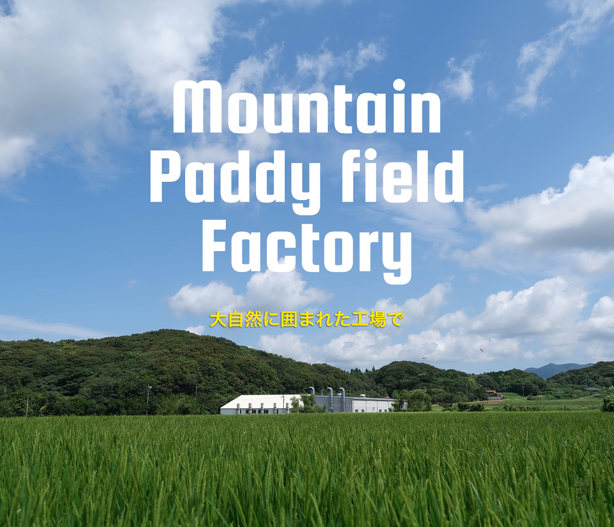Mountain Paddy field Factory 大自然に囲まれた工場で